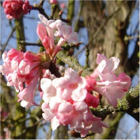 Viorne d'hiver - Viburnum bodnantense 'Dawn' - 60-80 cm pot (1/4)