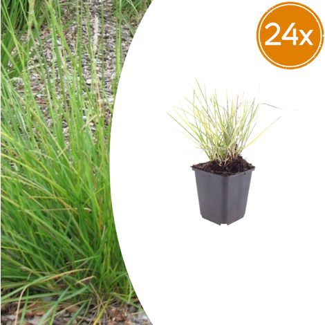 Lot de 24 Sesleria autumnalis - Graminée Ornementale de Jardin - Pot Ø9cm - Hauteur 10-25cm - PANGIVO (1/5)
