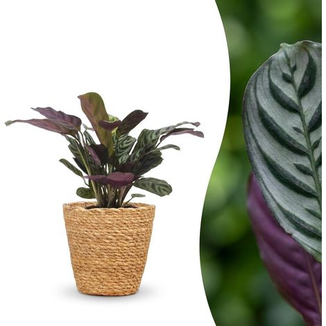 Plante d'intérieur Ctenanthe Burle Marxii avec panier en jonc de mer - Pot 12 cm - Hauteur 30 cm (1/5)