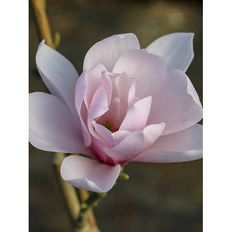 Magnolia 'Pink Beauty' Pot de 6L/7L (1/3)
