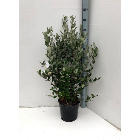 Feijoa "Acca sellowiana" Guayabo del Brasile pianta in vaso ø33 cm h. 100/120 cm (1/5)