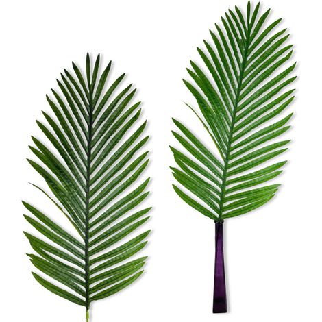Große Blätter – Dattelpalme 81 cm (1/5)