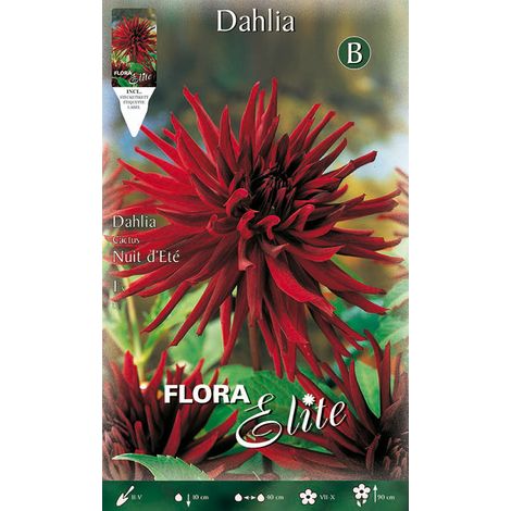 DAHLIA CACTUS NUIT D'ETE (CONFEZIONE DA 1 BULBO)