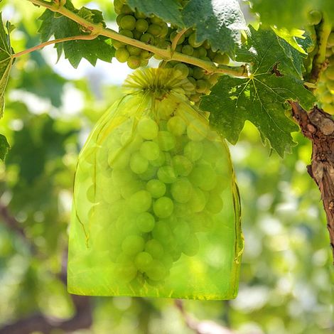 100pcs Sac de Protection de Grappe de Raisin 30x40CM Sac de Protection des Fruits en Organza en Maille avec Cordon Contre Les Oiseaux et Insectes Guêpes (1/4)