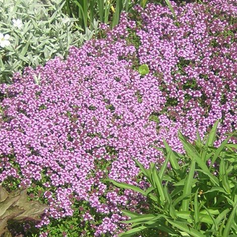 4 x Thym serpolet - Thymus serpyllum - godet 9x9 cm