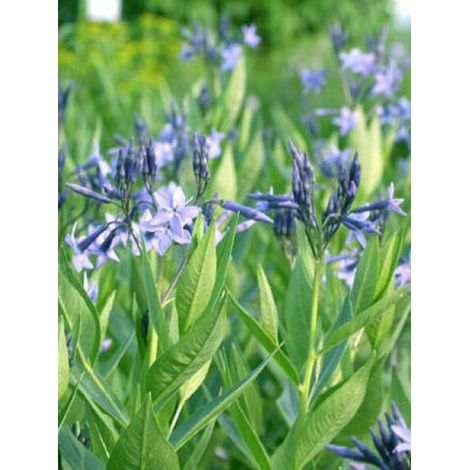 Amnsonie 'Blue Ice' Pot de 2L/3L (1/4)