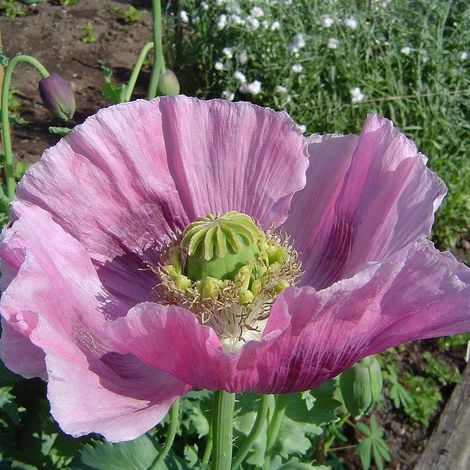 Graines de Pavot somnifère 'Nigrum' le sachet de 2550 graines environ (1g) (1/2)