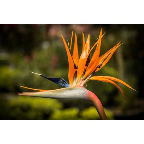 Gardenaria Strelitzia reginae - Pianta da interno ornamentale - Altezza: 70 cm (vaso 19) (1/3)
