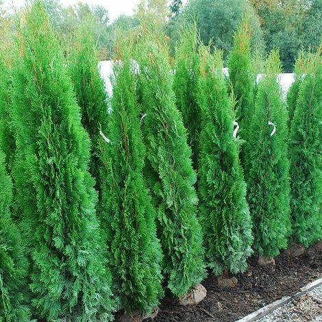 Tuia "Thuja occidentalis Columna" pianta da siepe sempreverde in vaso  17 cm h. 60/80 cm (1/3)