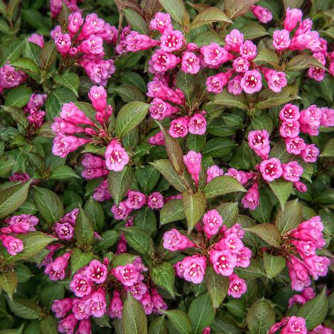 Gardenaria Weigela florida purpurea - Arbusto ornamentale da giardino - Altezza: 100/110 cm (vaso 22) (1/2)