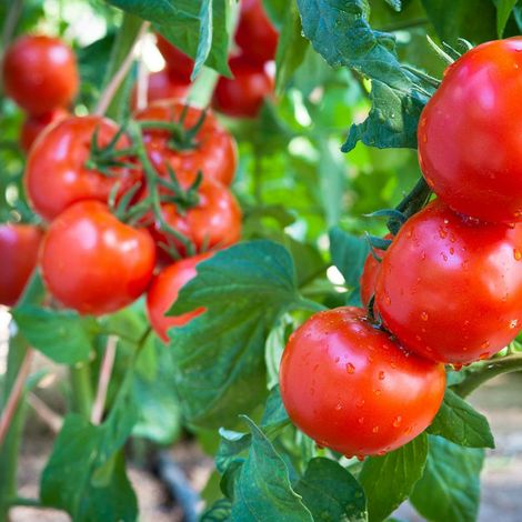 3 Plants Tomate St Pierre F1 Motte 7 cm (1/2)