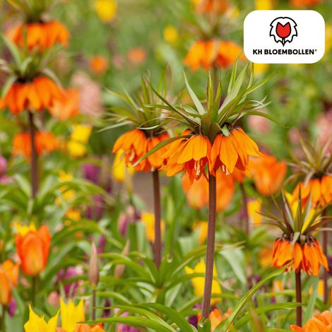 Bulbes de Fritillaire Garland Star Couronne Impériale Fleurs Orange-Rouge pour Jardin Lot de 5 - PANGIVO