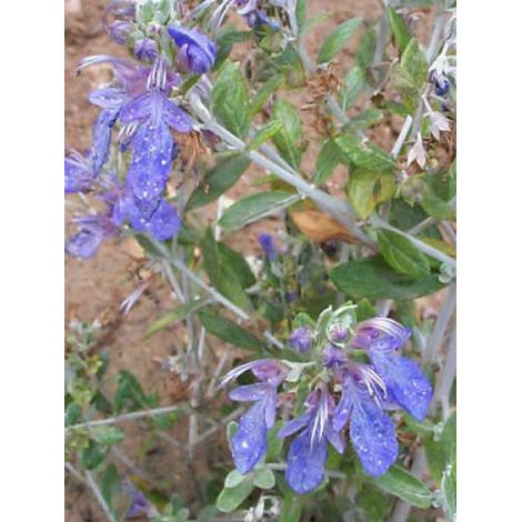 Germandrée arbustive 'Azureum' Pot de 2L/3L (1/2)