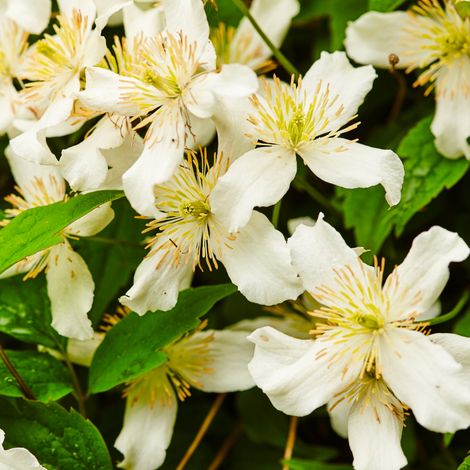 Clematite - Clematis montana Wilsonii 70cm