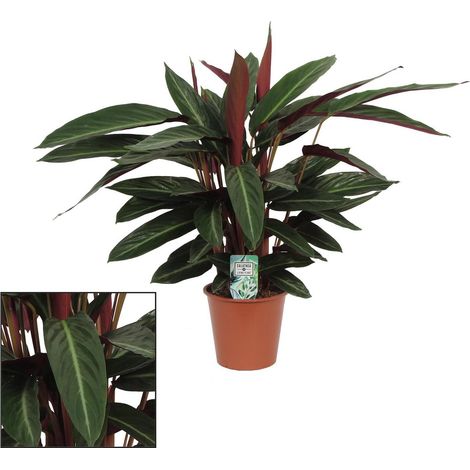 Calathea Stripestar Plante d’Intérieur Feuillage Rayé Décoratif Pot 17 cm Hauteur 65 cm - PANGIVO
