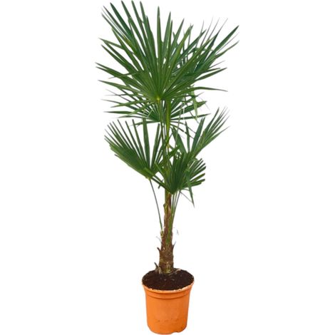 Palmier Trachycarpus Fortunei Palmier de Chine Idéal Jardin ou Salon 120-160 cm Pot Ø27 cm - PANGIVO