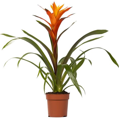 Plante d'Intérieur Guzmania Fleur Naturelle Entretien Facile Mi-Ombre Ø 12 cm H 50 cm (1/4)