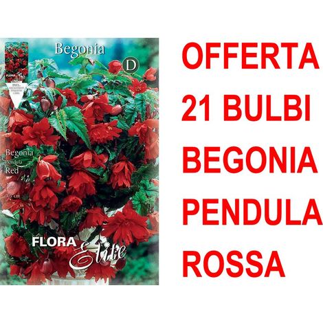 OFFERTA 21 PRIMAVERILI BULBI BEGONIA PENDULA ROSSA BULBS BULBES