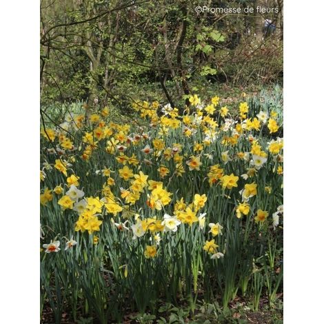 Narcisses Sélection Schryve Bulbe calibre 12+ (par 25) (1/2)