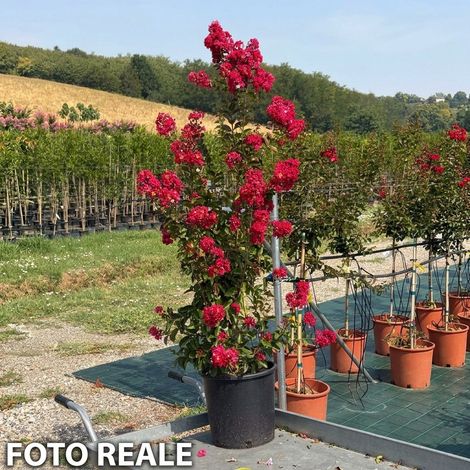 Lagerstroemia indica Dynamite Rossa a Cespuglio in Vaso ø33 cm, Altezza 100/120 cm, Lillà delle Indie (1/5)