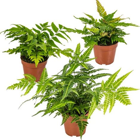 Mélange de 3 fougères - Fougères de jardin - Plantes de jardin - Rustiques - Persistantes - Hauteur : 20-30 cm - Pot de 12 cm (1/4)