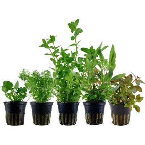 Pflanzen Set mit 5 schnellwachsenden Aquariumpflanzen Nr.250