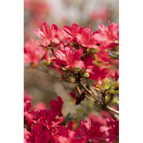 Japanische Azalee 'Hino-crimson' Rhododendron obt.'Hino-crimson' C 2 20- 25