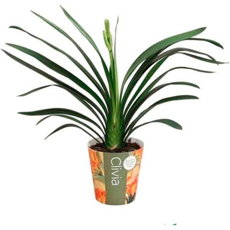 Planta Natural Clivia en Maceta M14