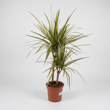1 PIANTA DI DRACENA MARGINATA GOLD TRONCHETTO DELLA FELICITÀ VASO 20CM H80CM PIANTA DA APPARTAMENTO PURIFICA L'ARIA