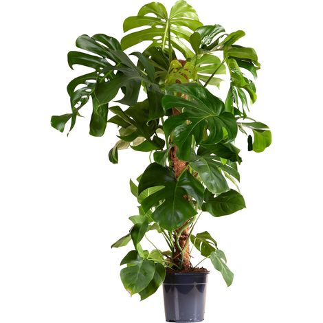 Bloomique - Monstera Deliciosa - Avec tige de mousse - Plante à fromage suisse - Plante d'intérieur XXL - Purificateur d'air - Facile d'entretien - 120-140 cm de haut - Pot 24 cm