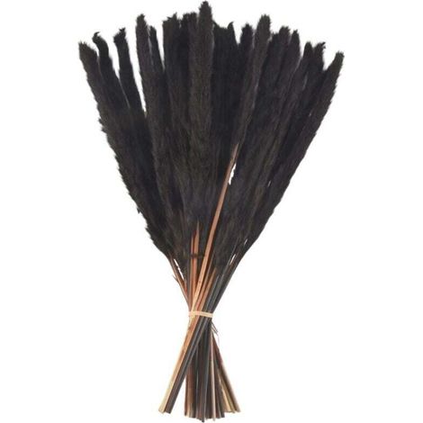 30 Tiges Herbe De Pampa Noire Naturelles Séchées 43 Cm Décoration Intérieure