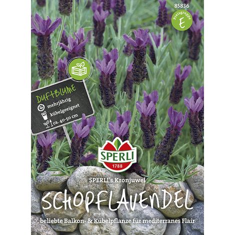 Sperli – Lavande papillon Sperli's Kronjuwel – Graines de fleurs, vivace, hauteur env. 40-50 cm (1/2)
