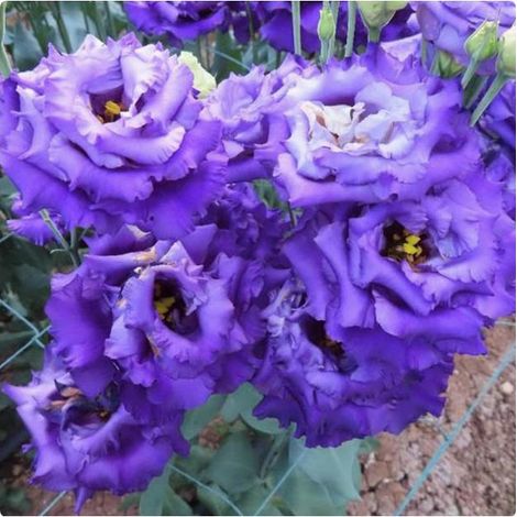 2500 graines de lisianthus bleu ondulé - Floraison originale et colorée, facile à cultiver, idéal pour jardin et pots décoratifs (1/5)