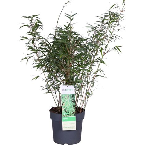 Bloomique - Fargesia rufa - Bambou non traçant - Rustique - Persistant - Plante de jardin - Hauteur 80-100 cm - Pot 23 cm