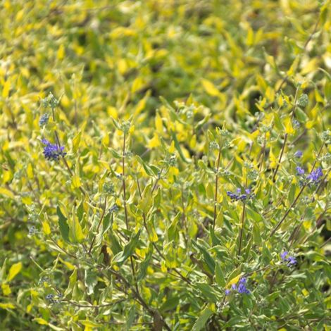 Caryopteris Worcester Gold, Spirée bleue, Barbe bleue/Pot de 3L - 20/40 cm