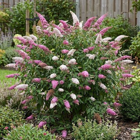 Buddleja Davidii Duo Rose et Blanc - Arbre à papillons - Plante de jardin - Rustique - Hauteur : 30-40 cm - Pot de 17 cm (1/5)
