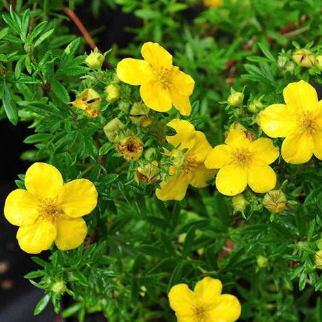 Potentille arbustive 'Goldfinger' - 25-30 cm pot