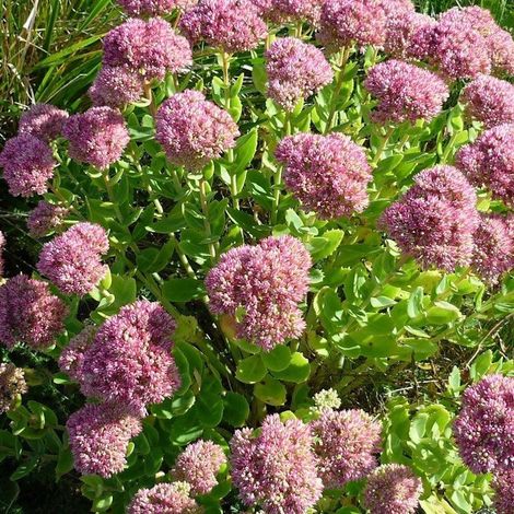 Orpin spectabilis Carmen/Lot de 3 godets