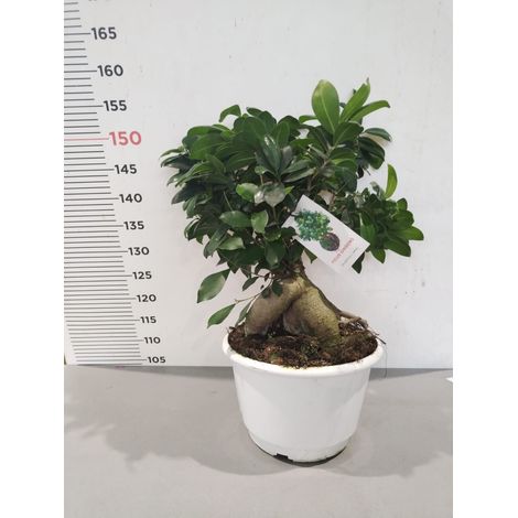 PIANTA - BONSAI DI FICUS GINSENG (foto reale)