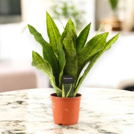 Gardenaria Sansevieria trifasciata aubry. 'Nite' - Pianta da interno ornamentale - Altezza: 45 cm (vaso 14) (1/5)