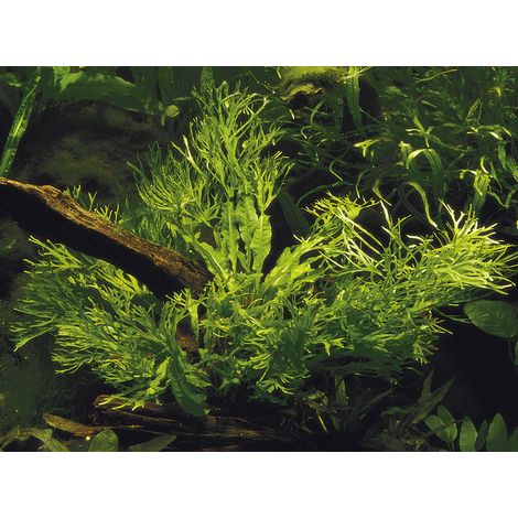 Aquarium Pflanze Microsorum pteropus Windeløv Wasserpflanze Topf Nr.308B