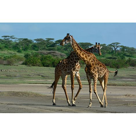 Papier peint panoramique girafes pour chambre Tapisserie panoramique paysage beige et vert Papier peint panoramique animaux (1/2)
