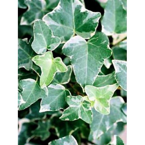 Lierre commun 'Glacier' Godet de 8/9 cm