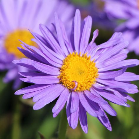 4 x Aster des Alpes  - Aster alpinus 'Dunkle Schone'  - godet