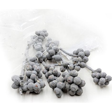 Manojo de bellotas - Lavado blanco - Hierbas exóticas secas - 10 unidades