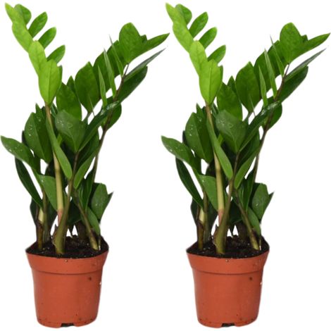 Lot de 2 Zamioculcas Zamiifolia - Plante ZZ d'Intérieur - Vert Brillant - Pot Ø 12 cm - H 40 cm - PANGIVO