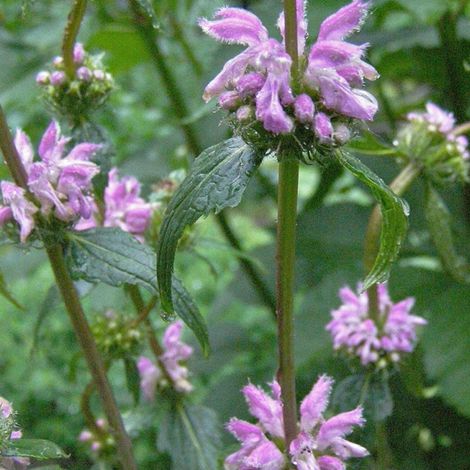 4 x Sauge tubéreuse de Jérusalem - Phlomis tuberosa - godet 9x9 (1/4)