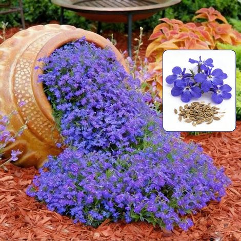 2000 graines de Lobelia bleu – Idéal pour jardinage, facile à cultiver et à entretenir, parfait pour balcons et parterres (1/5)