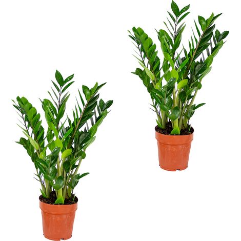 Bloomique - Lot de 2 - Zamioculcas Zamiifolia - Plante ZZ - Plante d’intérieur - Dépolluante - Très facile d’entretien - Hauteur 50-60 cm - Pot 17 cm