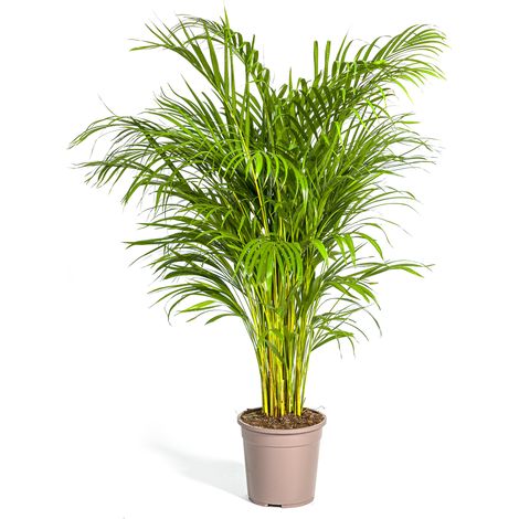Palmier Doré Dypsis Areca Lutescens Plante d'Intérieur Tropicale Ø24cm Hauteur 120-140cm - PANGIVO (1/5)